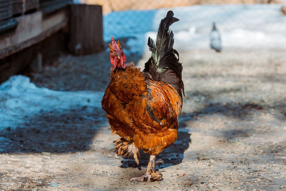 Инкубационные яйцо Испанка голашейка