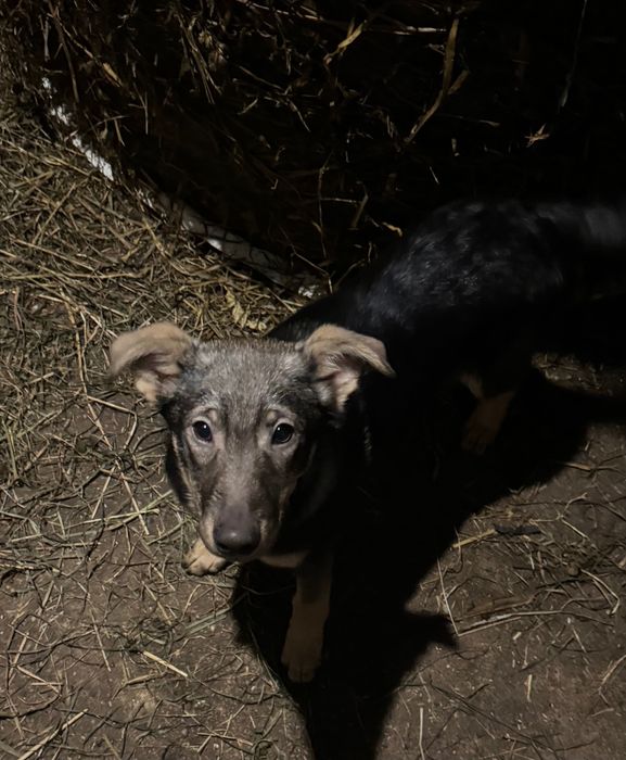 szczeniaczki kundelki