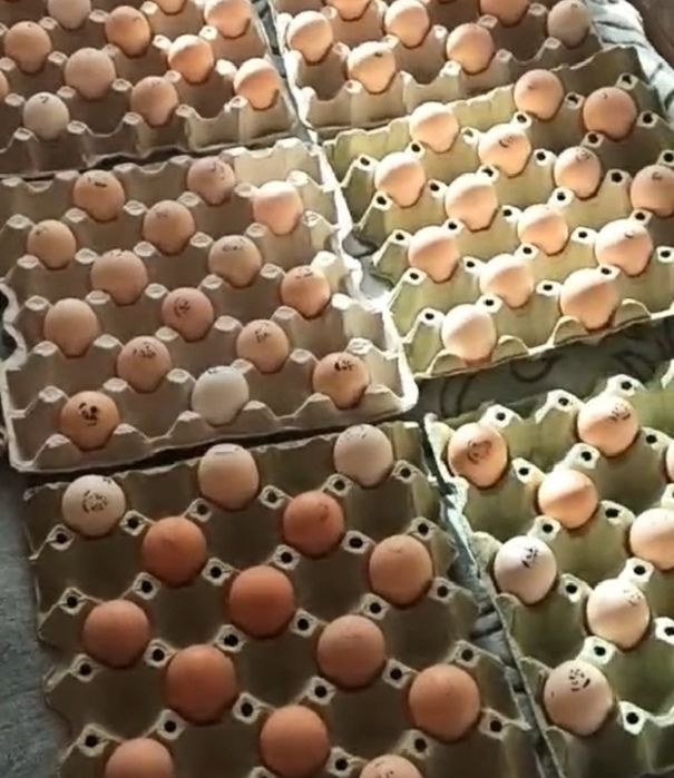 Інкубаційне яйце