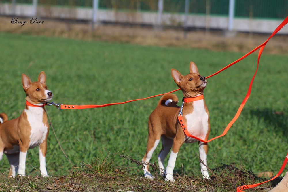 Piękna Suczka Basenji