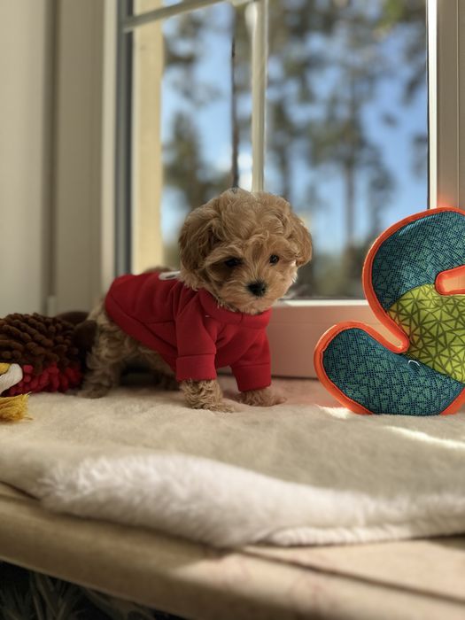 Мальтипу F1- микро беби фейс