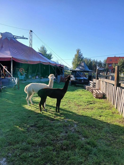 Sprzedam słynne alpaki które były u sołtysa  Bartoszowa