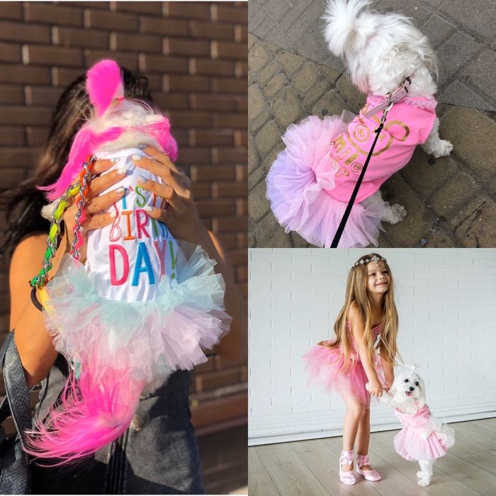 Одежда платье для собак мальтезе йорк