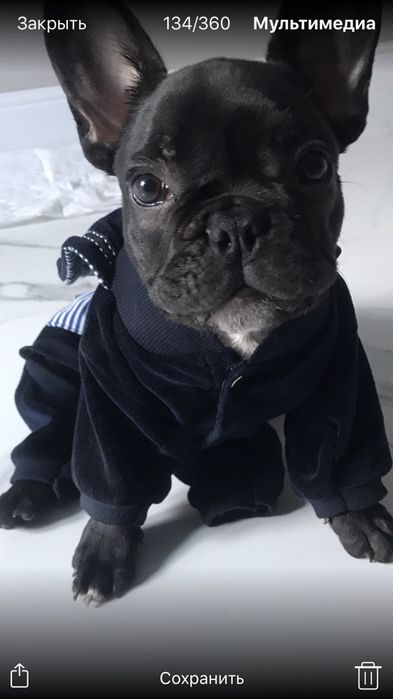 Одежда для щенка