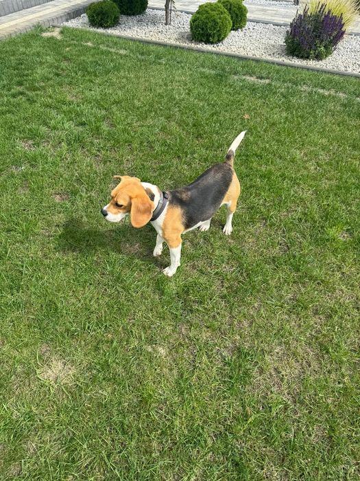 Beagel suczka 1.5 roku