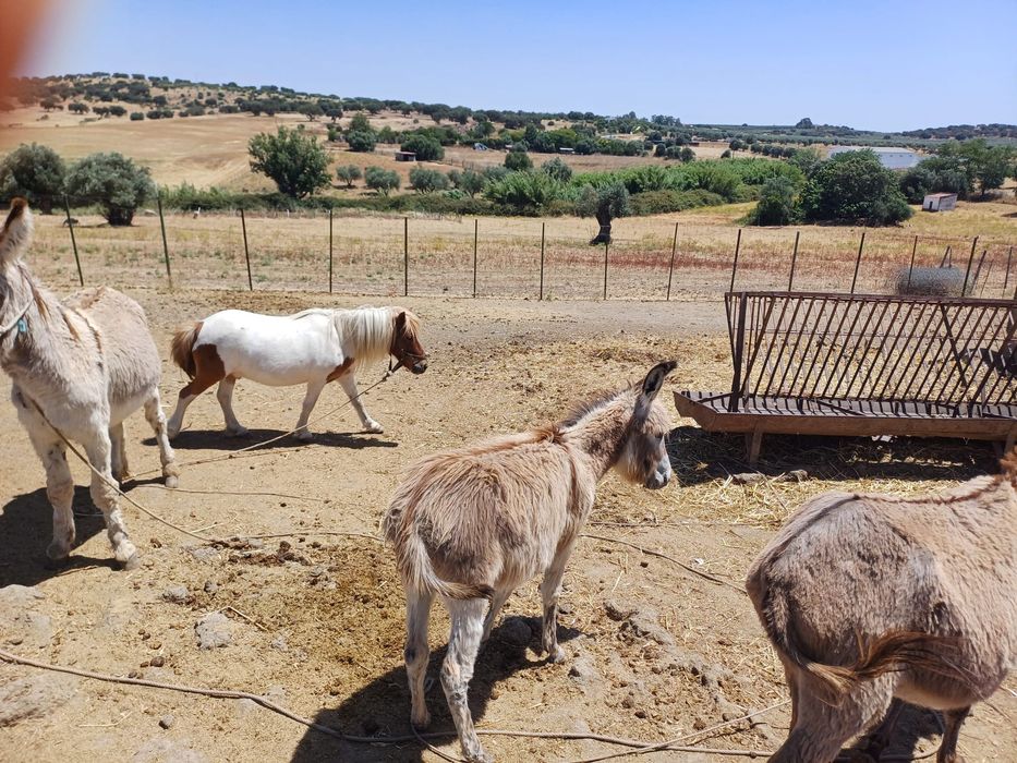 Vende-se casal de burros com filhote e um ponei