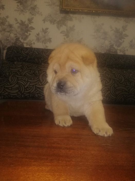 Цуценята Шарпей-чао-чао смесь