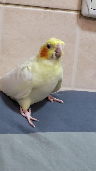 Продам,самовывоз