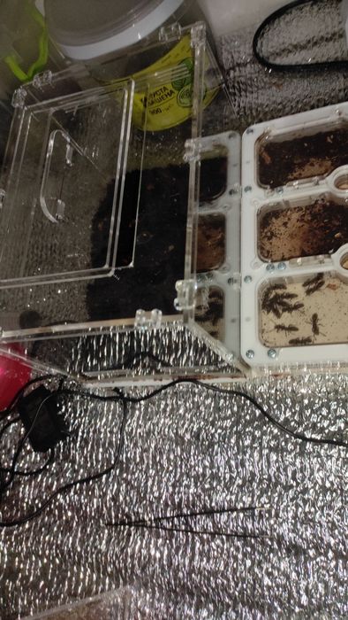 Муравьи пожарники, pachycondyla rufipes, формикарий в комплекте