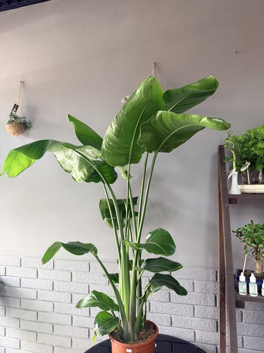 Стреліція Ніколая Strelitzia nicolai