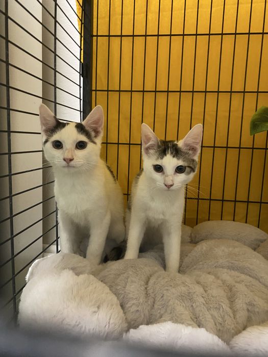 Kociaki szukaja domku