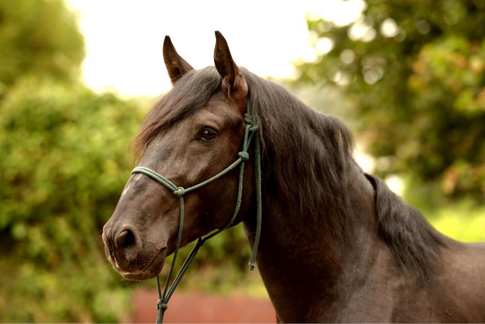 Cavalo puro sangue lusitano 4 anos