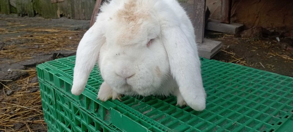 królik baran francuski i króliki nowozelandzkie