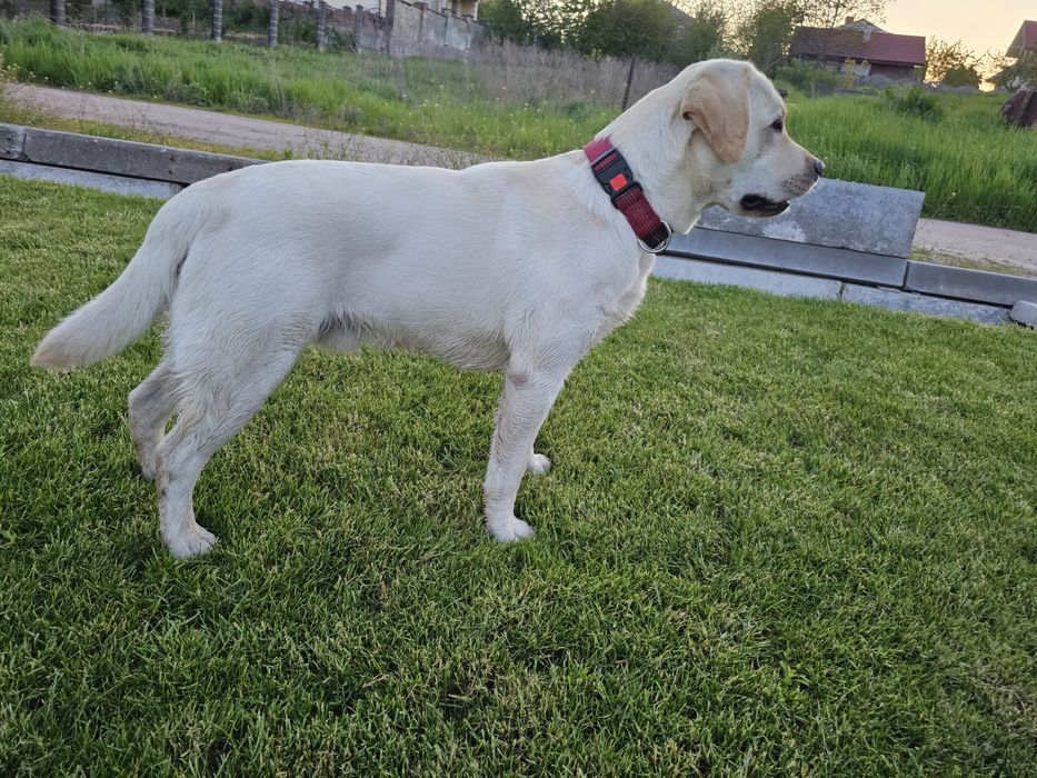 Лабрадор для злучки