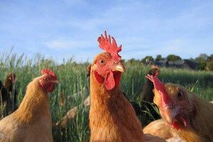 Kury nioski leghorn Sonia już niosą Osiecznica