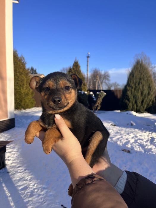 Цуцик, собачка, собака, щенок