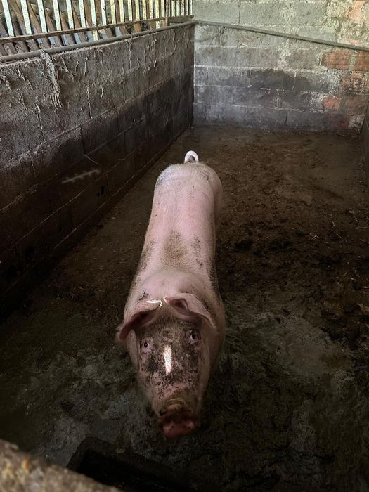 Porco caseiro fêmea