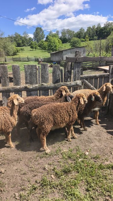 Продам молодняк курдючних баранів.