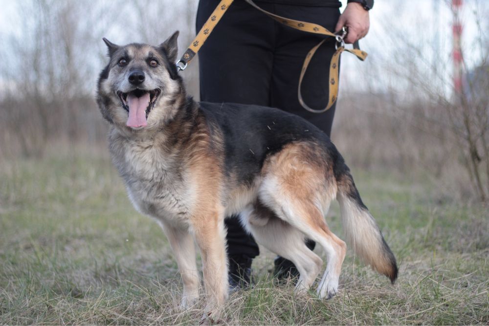 Kto pokocha uroczego Reksia?