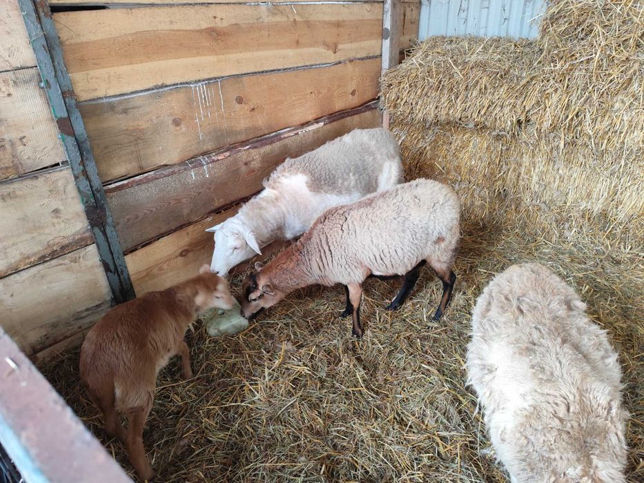 Sprzedam owce kameruńskie i nolan.