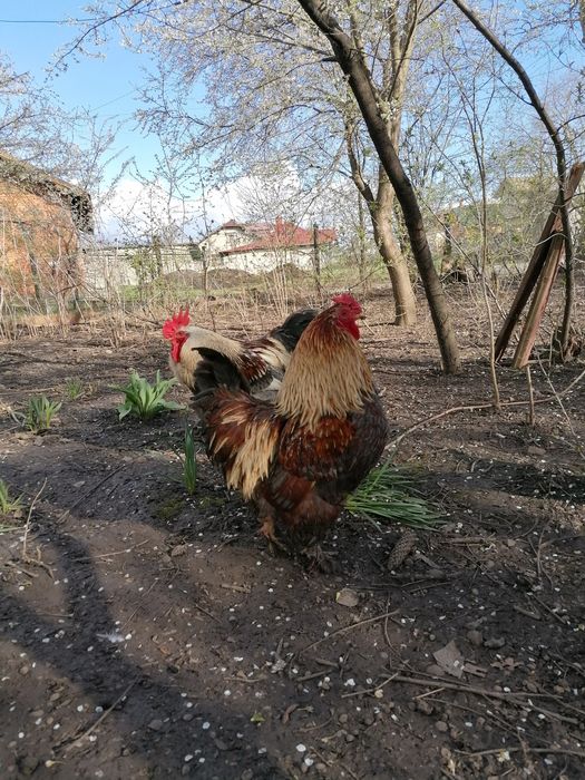 Півні породи Брама