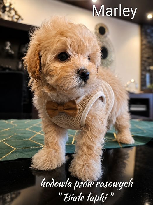 Piesek Maltipoo miniaturka