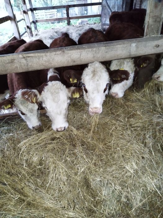 Odsadki Hereford