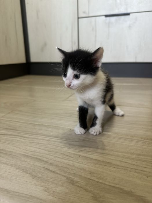 Отдам БЕСПЛАТНО КОТЯТ , 4 мальчика 1 девочка , ласковые