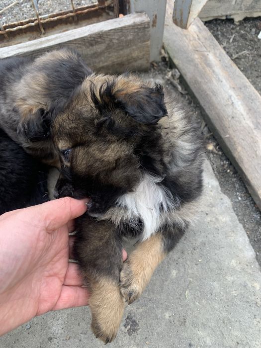 Щеня на Радість Сімʼї