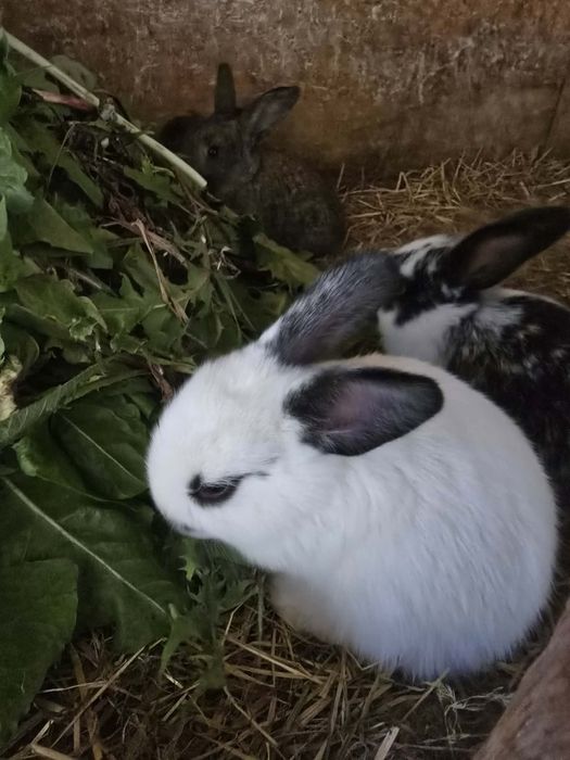 Króliki po baranie francuskim i rexie trójbarwnym