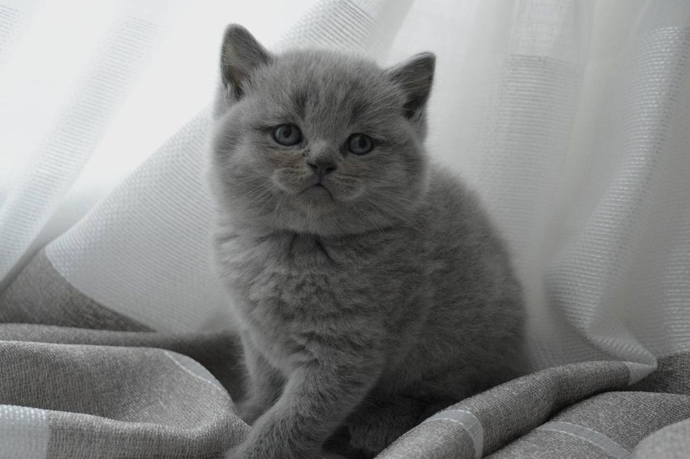 Чистокровні хлопчики.голубий,та ліловий