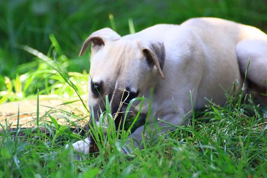 whippet  Chart angielski Otis