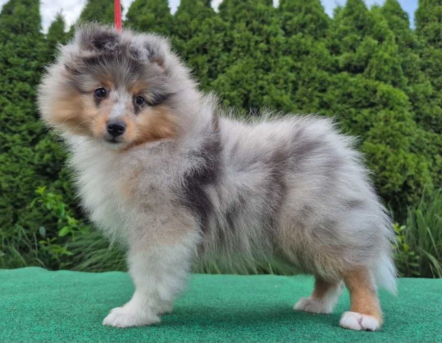 Sheltie Owczarek Szetlandzki dziewczynka blue merle