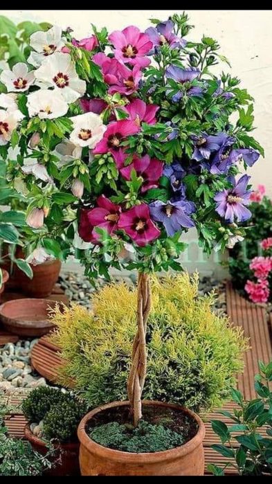 #гібіскус деревовидний 3 в 1