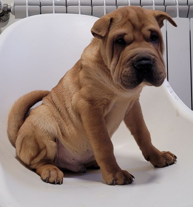 Sharpei macho bebé