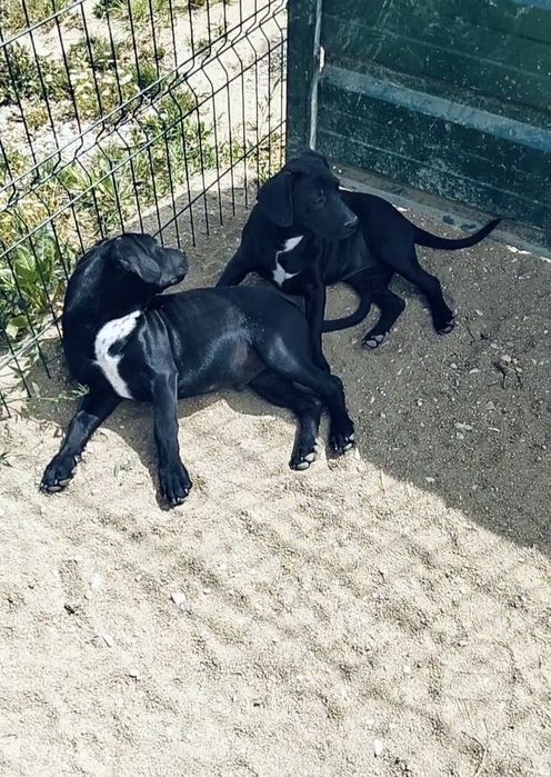 Bebés para adoção responsável