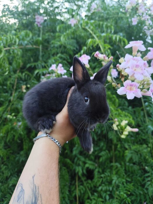 Coelhos anões bebés super meigos!