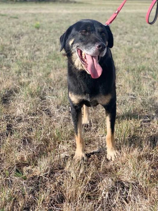 Bispo - Cão grande para adoção