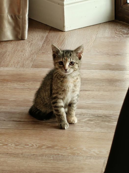 Śliczna pręgowana 3,5 miesięczna mała kotka do adopcji