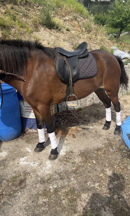 Cavalo de boa cabeça