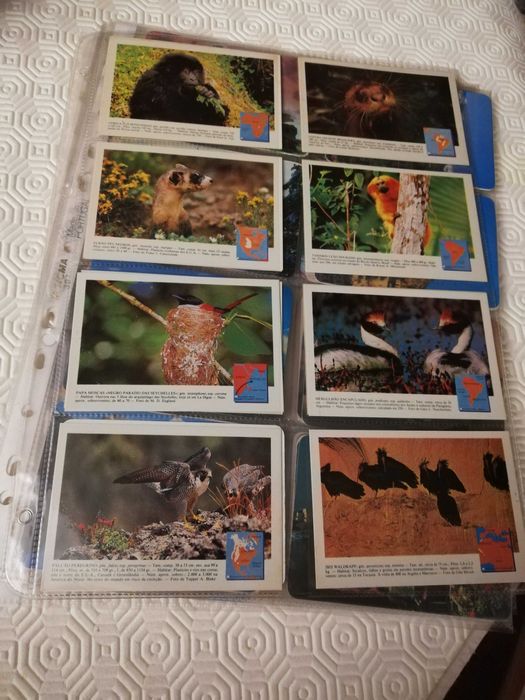 Coleção de calendários de animais