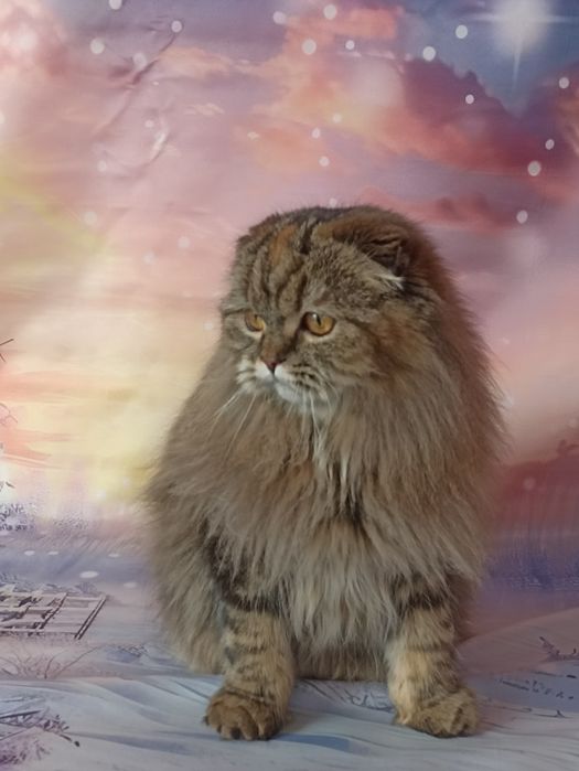 Шотландська довгошерстна грілка