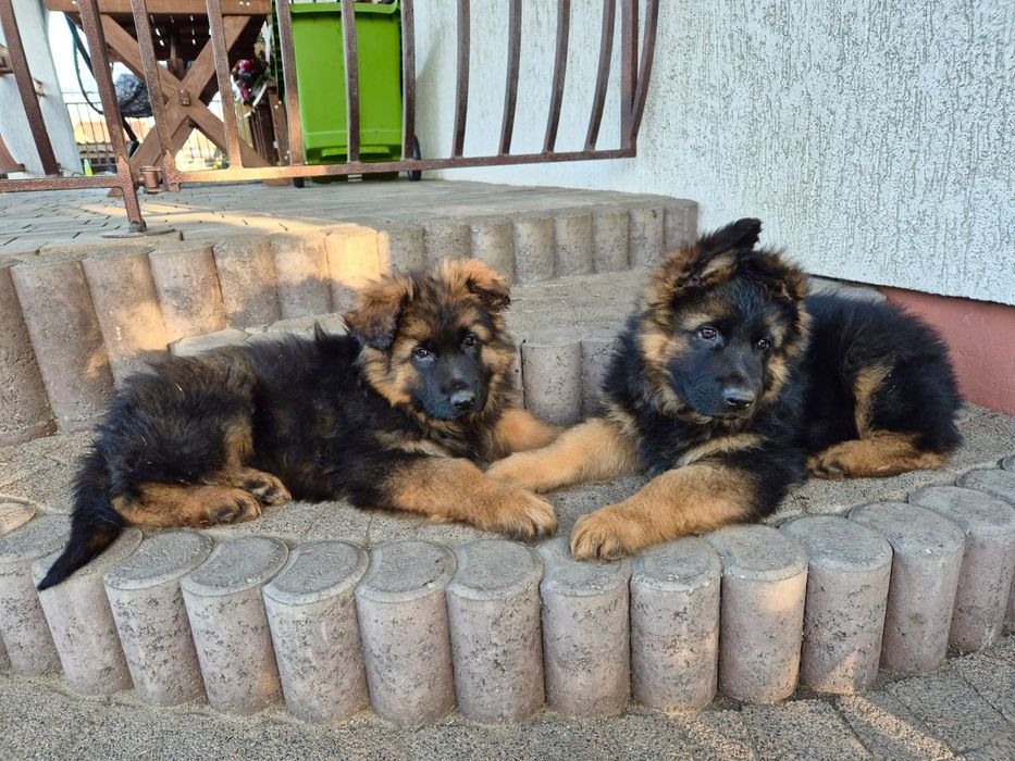 Owczarek niemiecki długowłosy szczenięta owczarki