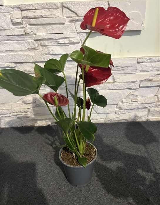 Антуріум! Розпродаж!Уцінка!