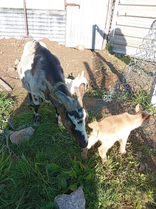 Cabritos e cabritas