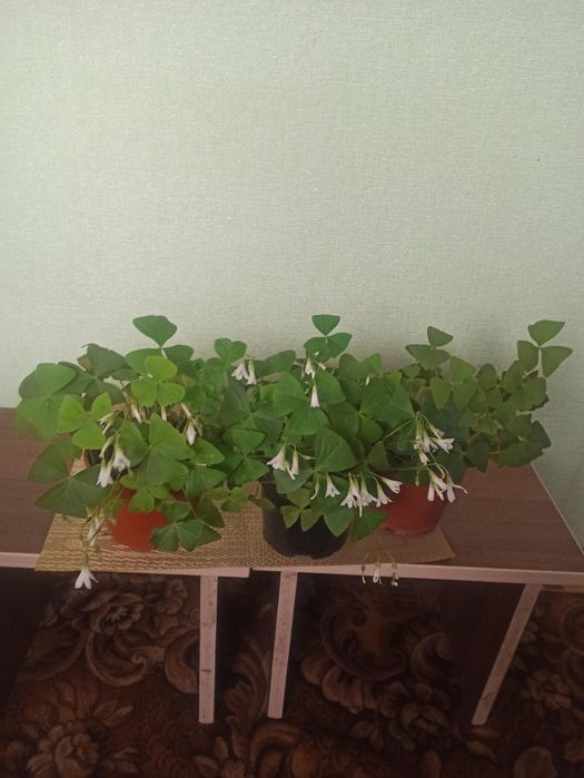 Кислиця оксаліс червона і біла.