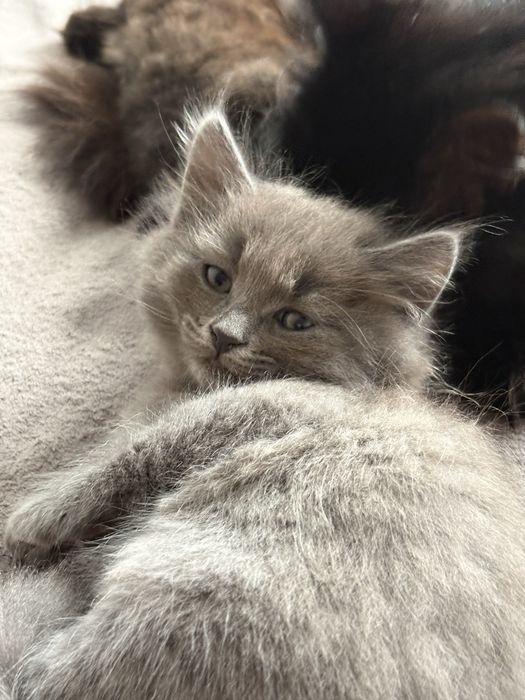 Віддам кошенят у добрі руки
