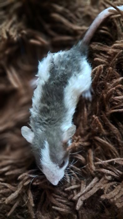 Пацюки кучеряві дамбо  рекс.