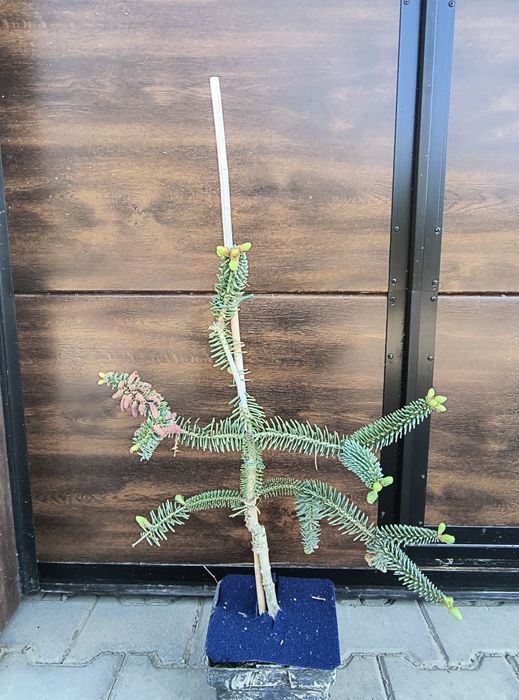 Jodła na pniu, różne odmiany