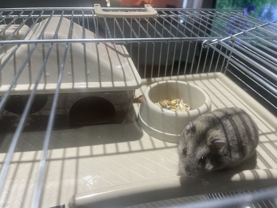 Sprzedam Chomika z klatkà